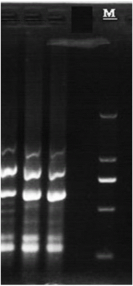 Method for establishing DNA (deoxyribonucleic acid) fingerprint spectra of peanut aspergillus flavus in different producing areas with ISSR (inter-simple sequence repeat) molecular marker technology