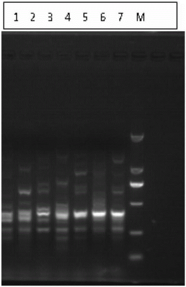 Method for establishing DNA (deoxyribonucleic acid) fingerprint spectra of peanut aspergillus flavus in different producing areas with ISSR (inter-simple sequence repeat) molecular marker technology