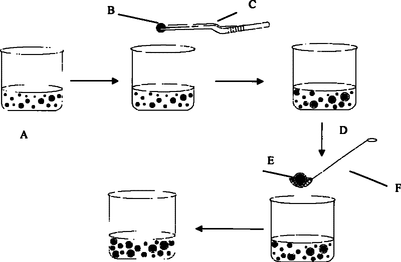 Manufacturing method of artificial begonia fimbristipula hance seed