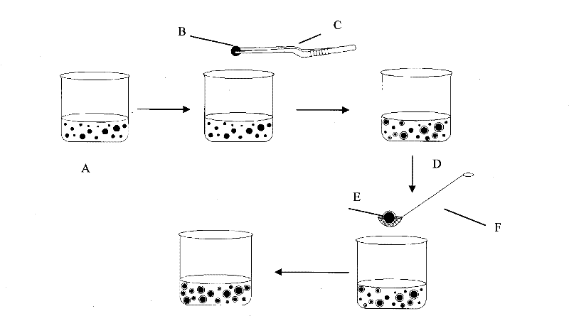 Manufacturing method of artificial begonia fimbristipula hance seed