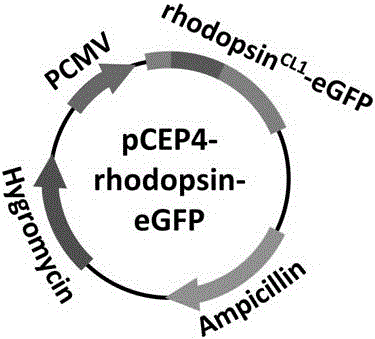 A kind of G protein-coupled receptor living body tracing method and application