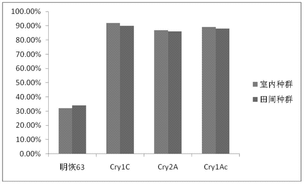 Method for detecting sensitivity of striped rice borers or pink rice borers to Bt-transgenic rice