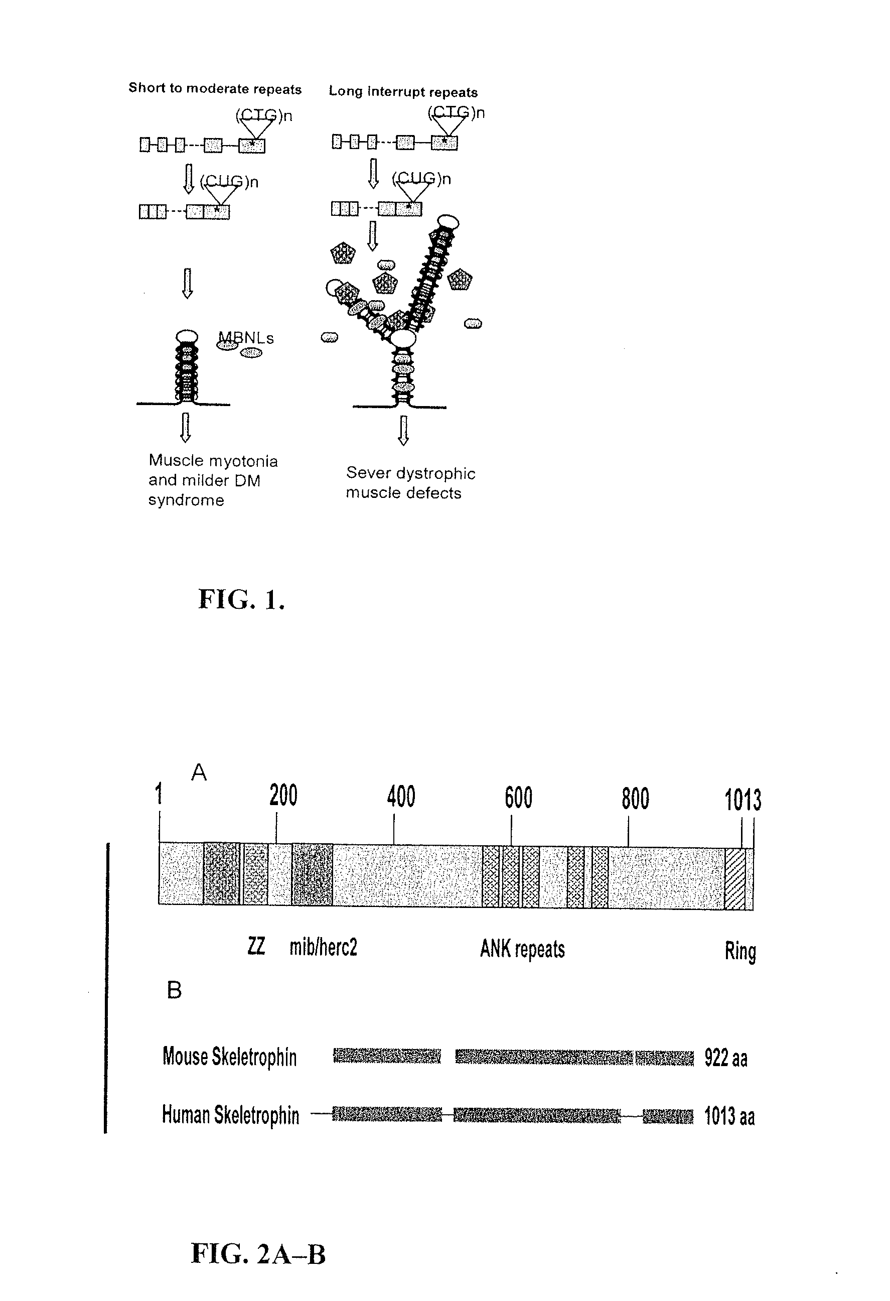 Methods and compositions involving nucleotide repeat disorders