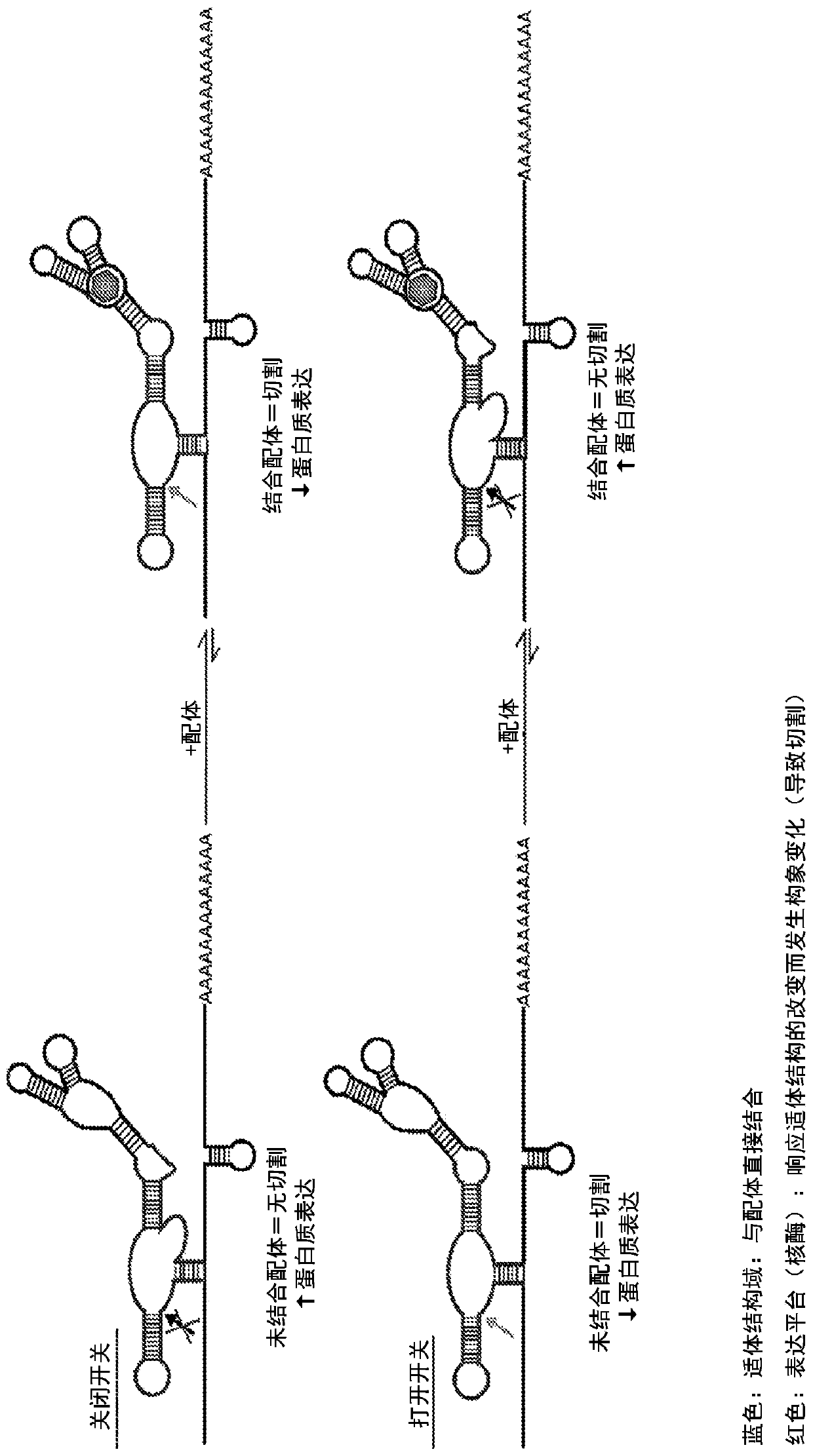 Riboswitch modulated gene therapy for retinal diseases