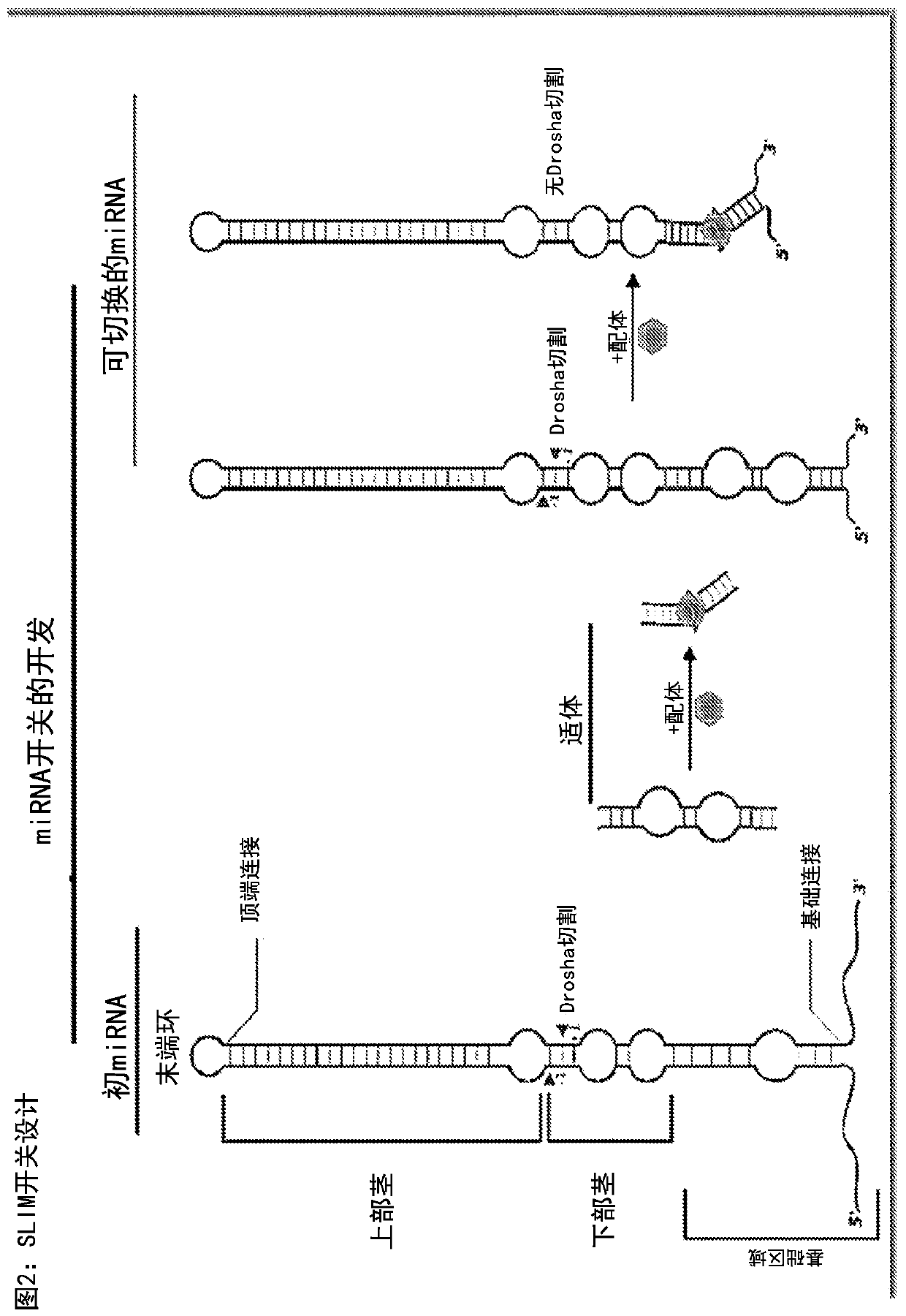 Riboswitch modulated gene therapy for retinal diseases