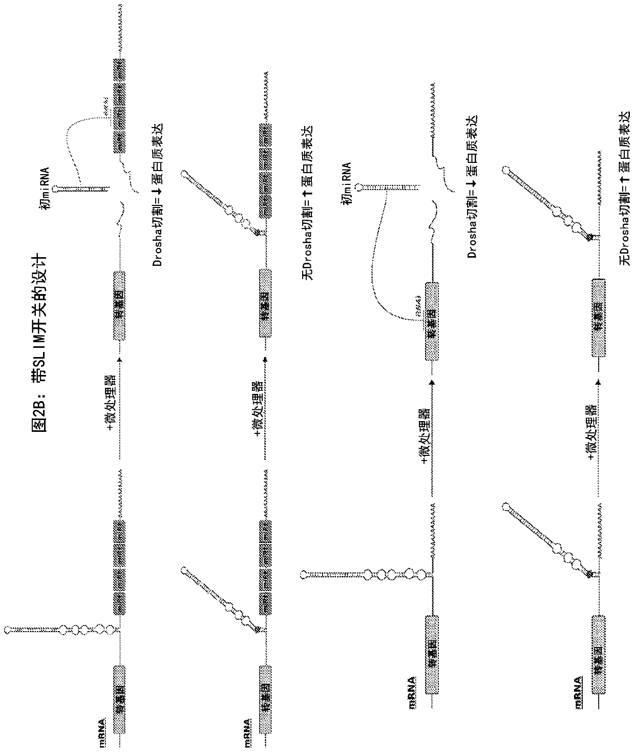 Riboswitch modulated gene therapy for retinal diseases