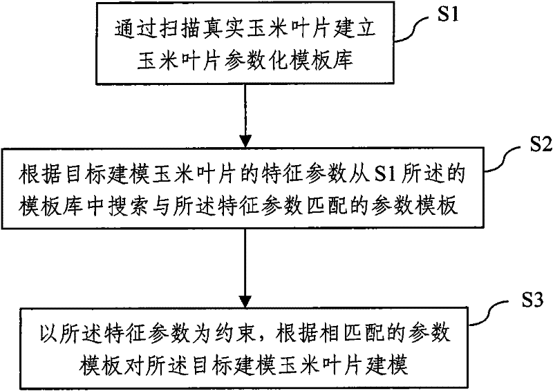 Parameter template-based corn leaf virtual simulation modeling method