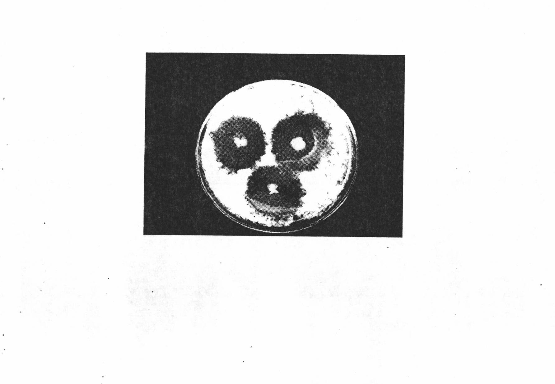 Antagonistic bacterium for preventing and killing off continuous cropping tobacco black shank and microbial organic fertilizer thereof