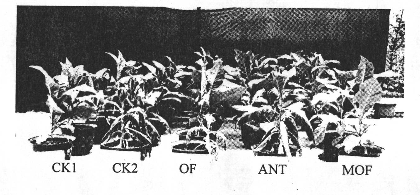 Antagonistic bacterium for preventing and killing off continuous cropping tobacco black shank and microbial organic fertilizer thereof