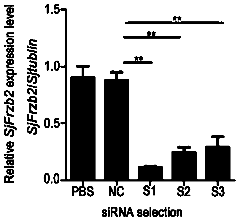 siRNA of schistosoma japonicum katsurada SjFrzb2 gene and application thereof