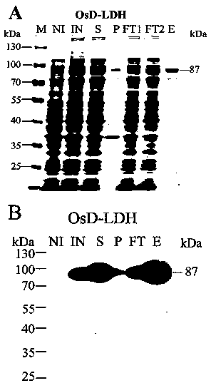 Novel paddy rice D-lactate dehydrogenase, coding gene and application thereof