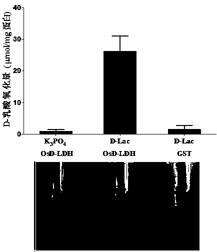 Novel paddy rice D-lactate dehydrogenase, coding gene and application thereof