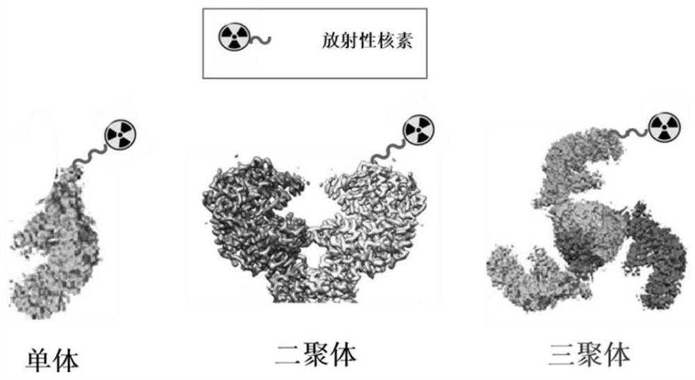 A gallium 68-labeled affimer protein pet imaging agent and its application