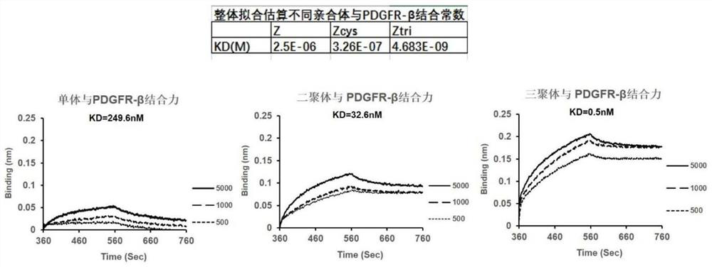 A gallium 68-labeled affimer protein pet imaging agent and its application