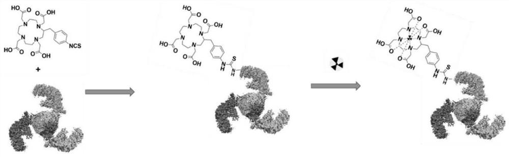 A gallium 68-labeled affimer protein pet imaging agent and its application