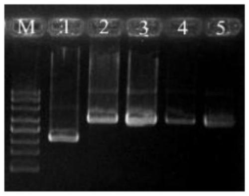 Construction method of monascus purpureus mokH gene deletion strain