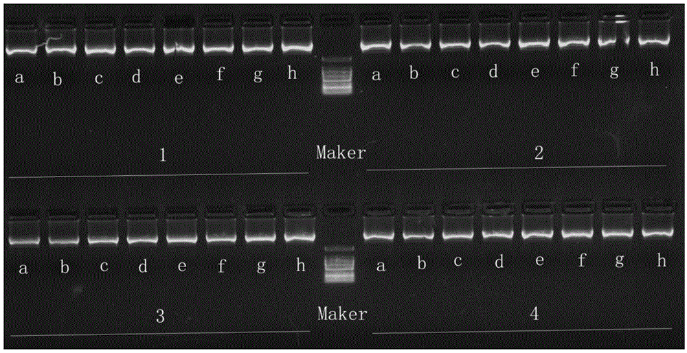 Double-magnetic-bead method based centrifugation-free extraction kit for plasmid DNA (deoxyribonucleic acid) and use method