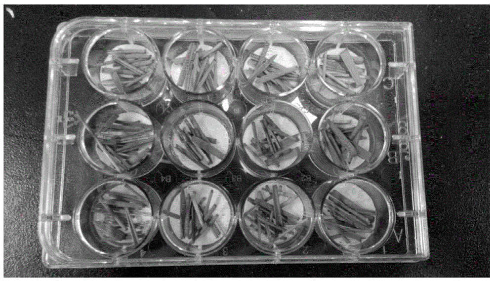 A kind of method for indoor bioassay of wheat aphid