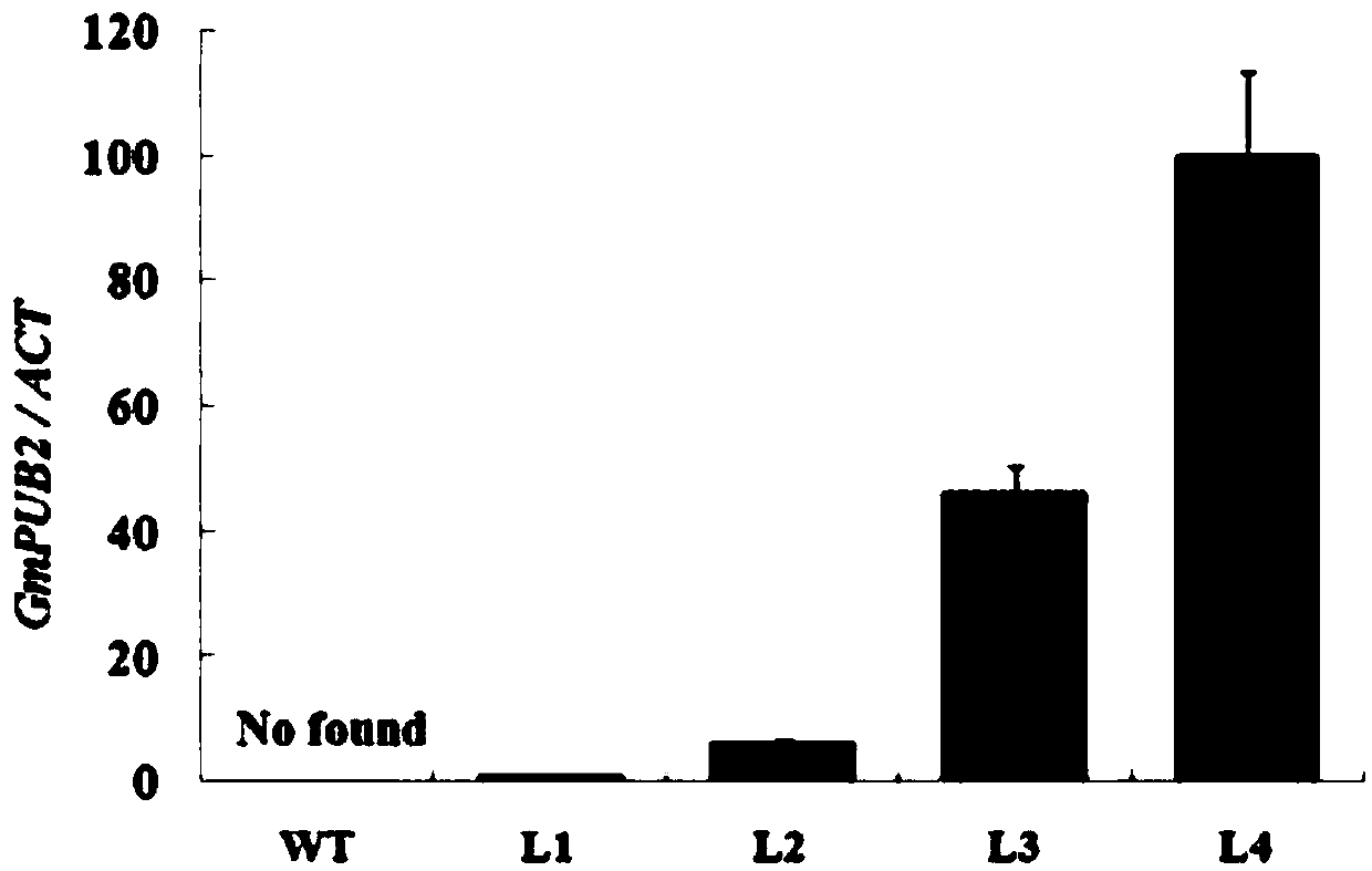 Application of a soybean e3 ubiquitin ligase gene gmpub2 that regulates plant flowering