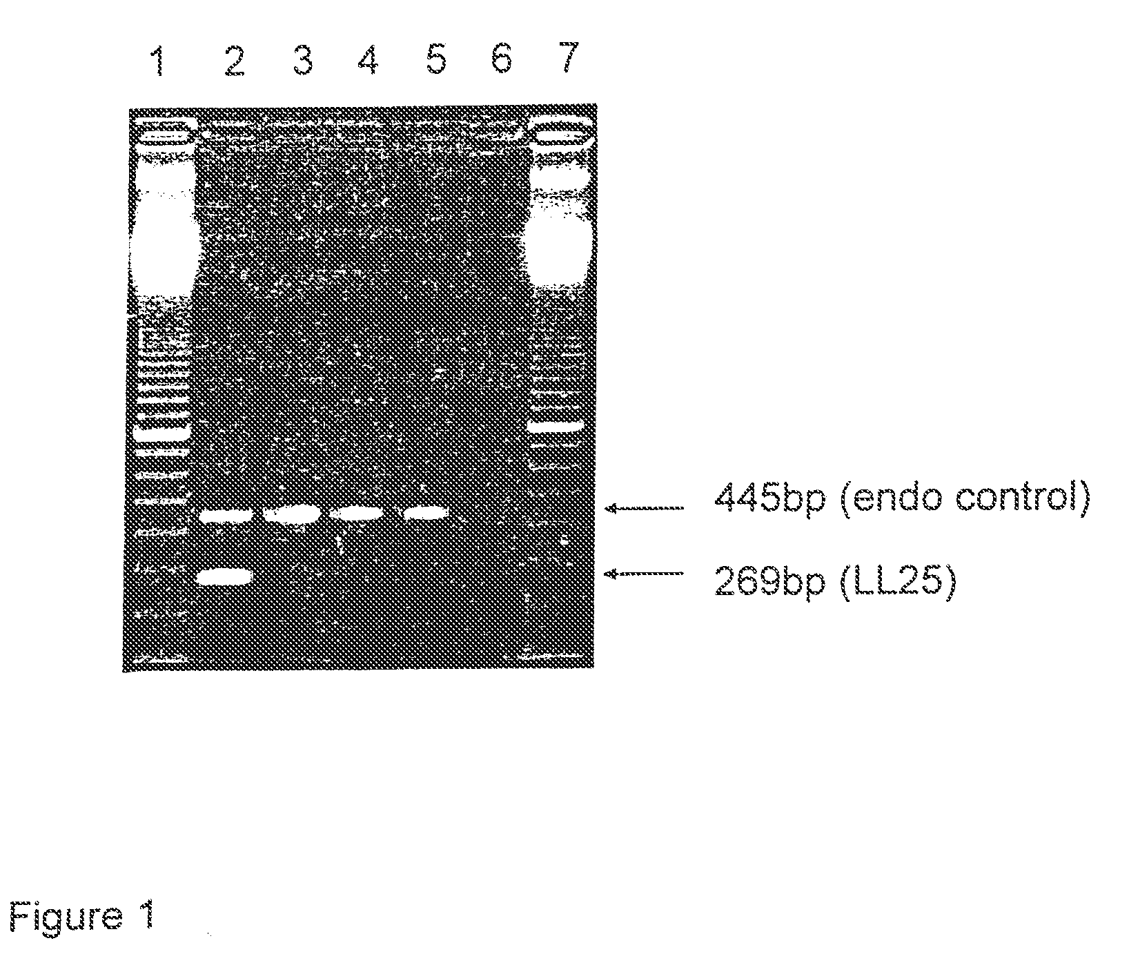 Herbicide tolerant cotton plants and methods for producing and identifying same