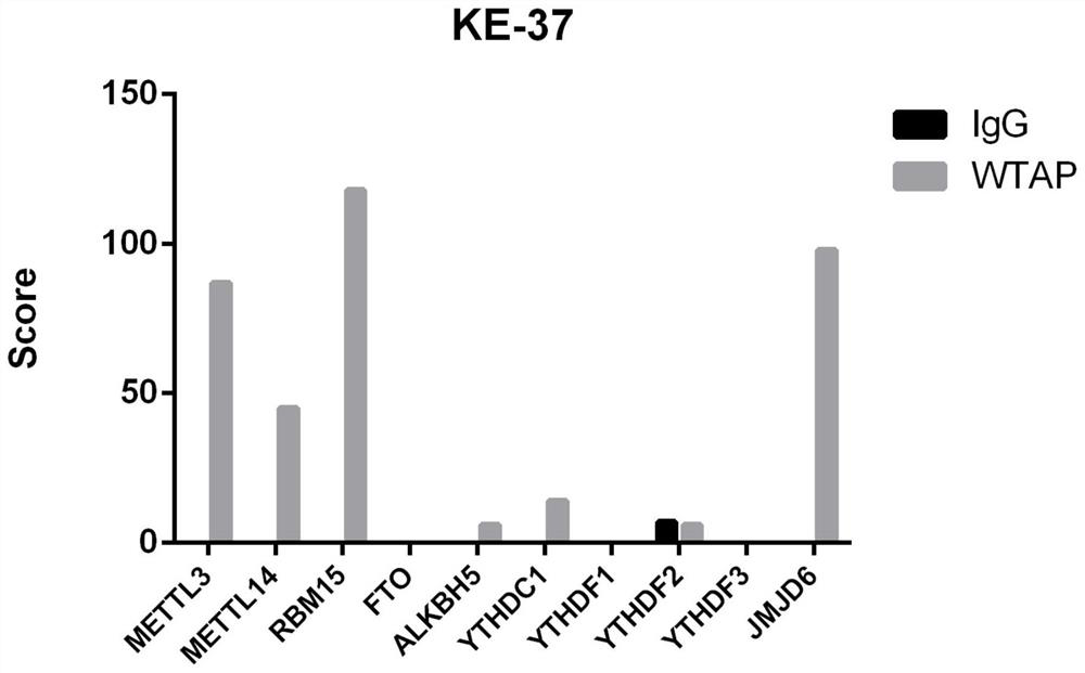 Pharmaceutical composition for treating T-cell acute lymphocytic leukemia