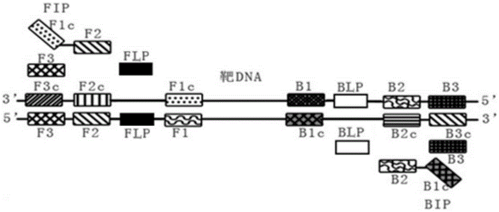 A primer set for detection of Neisseria gonorrhoeae, a kit containing the primer set and its application