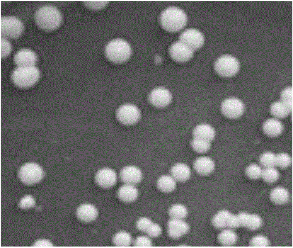 High-producing 3-hydroxypropionaldehyde strain and application thereof to prevention and treatment of oral cavity infection of mammals