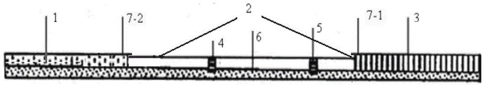 Kit and method for detecting Tilletia controversa Kuhn