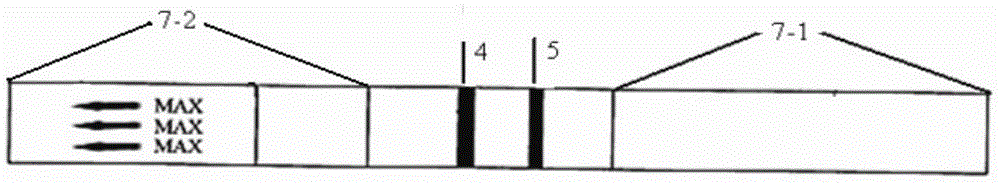 Kit and method for detecting Tilletia controversa Kuhn