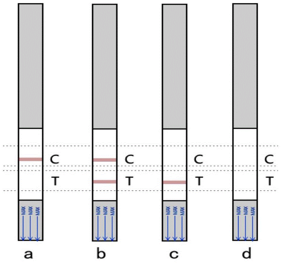 Kit and method for detecting Tilletia controversa Kuhn