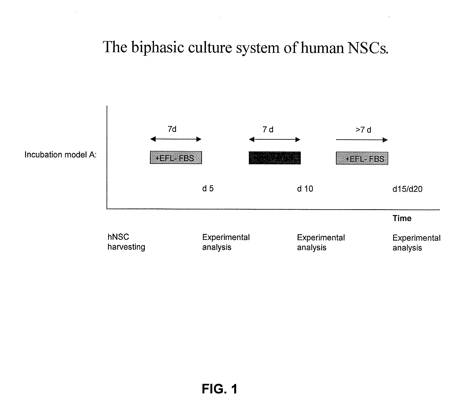 Ex Vivo Progenitor and Stem Cell Expansion and Differentiation for Use in the Treatment of Disease of the Nervous System