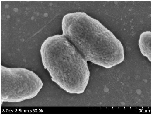 Methylophaga strain for online monitoring of heavy metals and application thereof