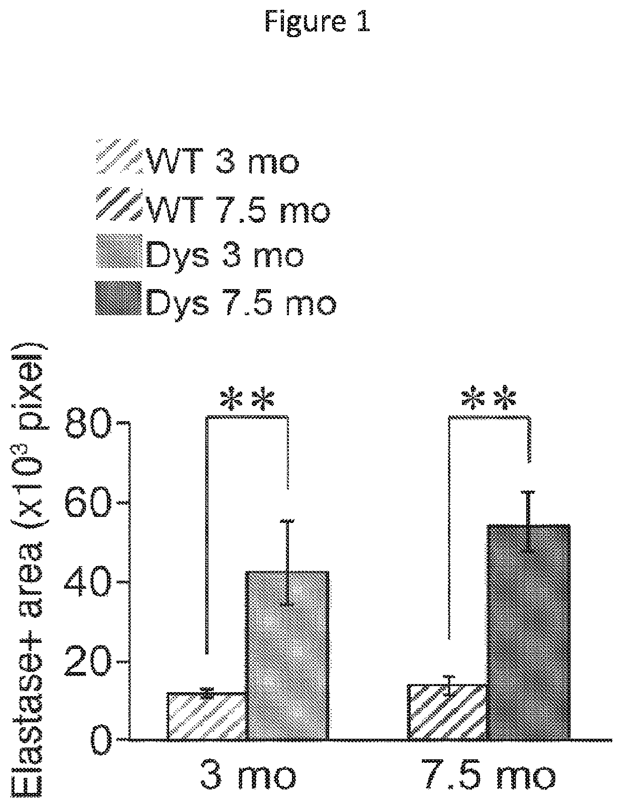 Muscle regeneration