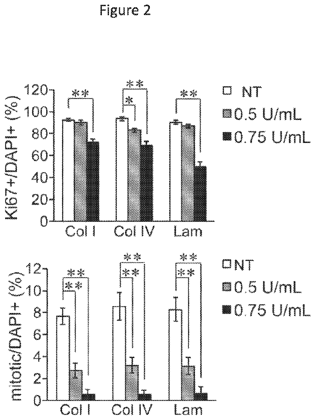 Muscle regeneration