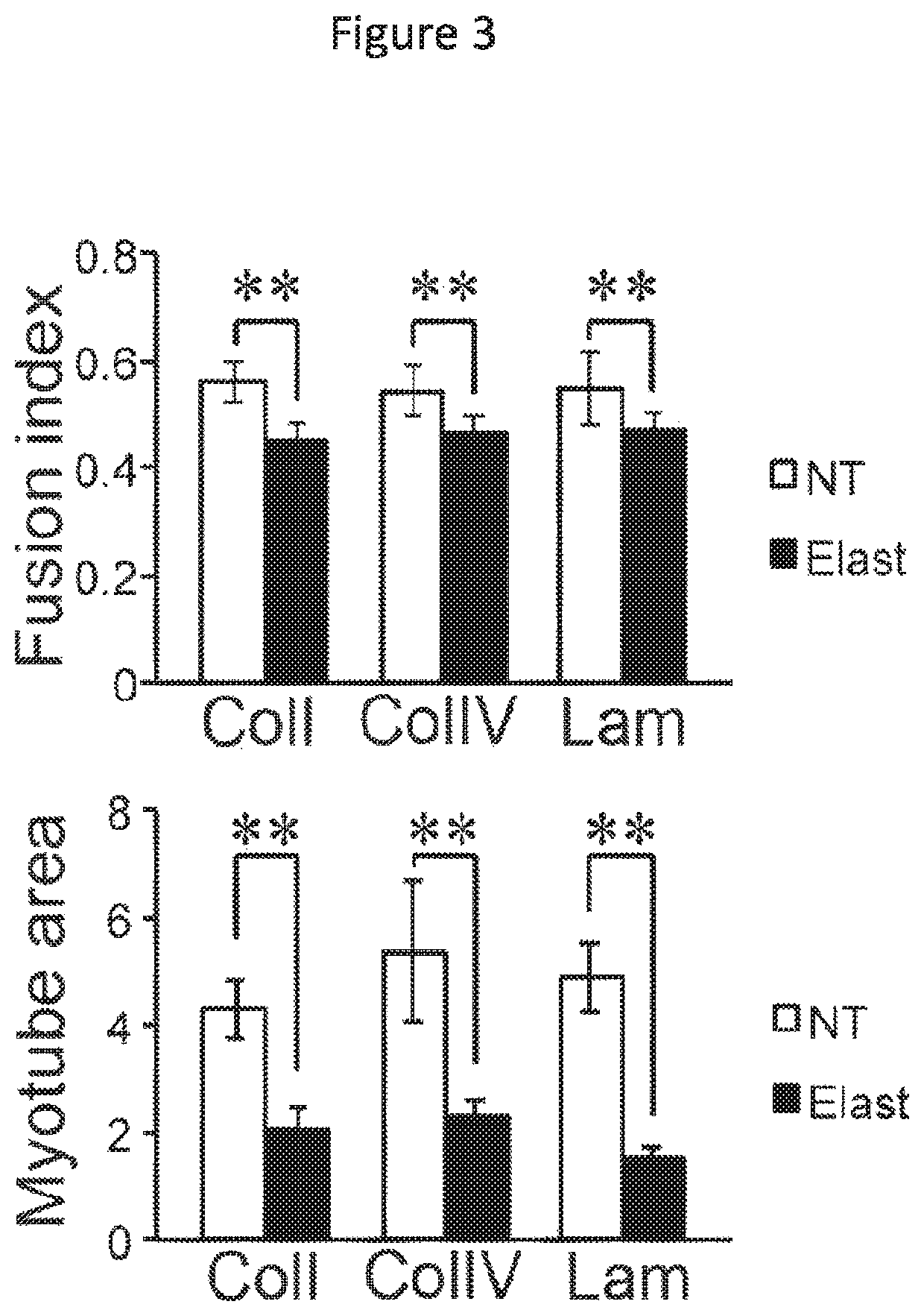 Muscle regeneration