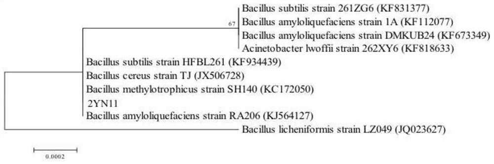Bacillus amyloliquefaciens 2yn11 for tomato disease prevention, growth promotion, quality improvement and stress resistance and its application