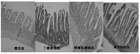 Composite type animal intestine regulating preparation and preparation method thereof