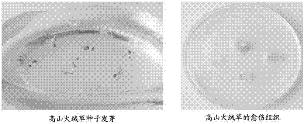 Skin external-use preparation composition comprising edelweiss plant cell culture extracts and preparation method of skin external-use preparation composition