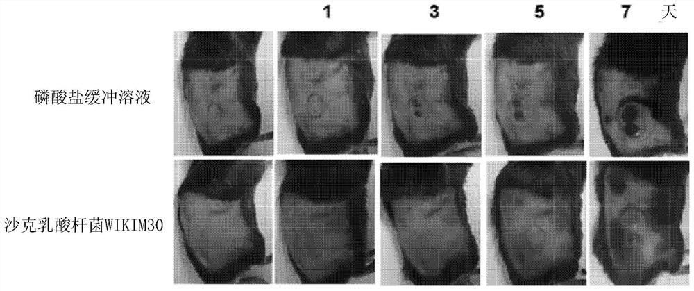 Pharmaceutical composition comprising lactobacillus sakei wikim30 as active ingredient for prevention or treatment of cancer