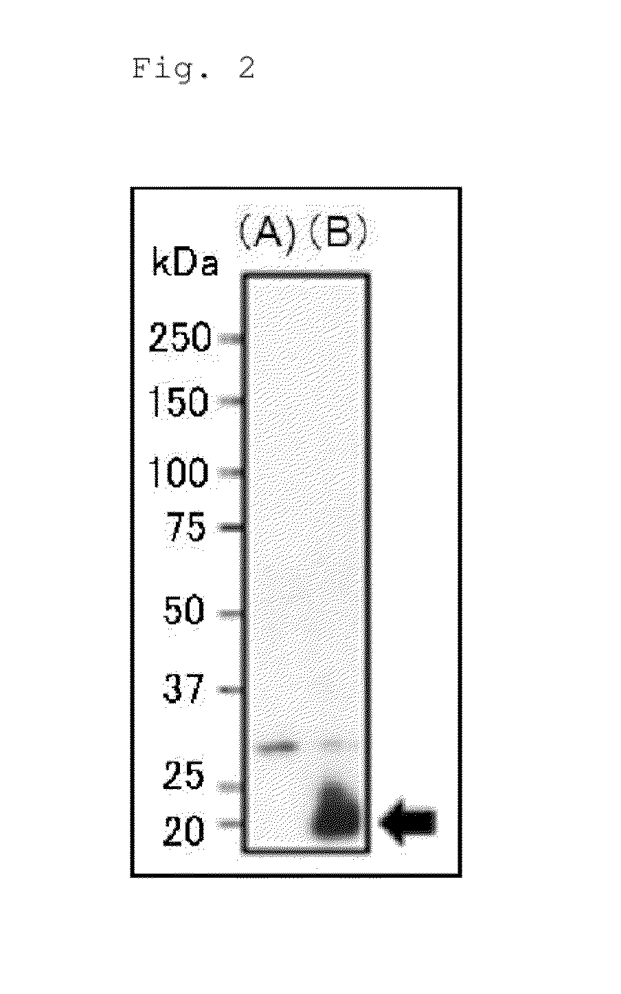 Methods and composition for testing, preventing, and treating aspergillus fumigatus infection