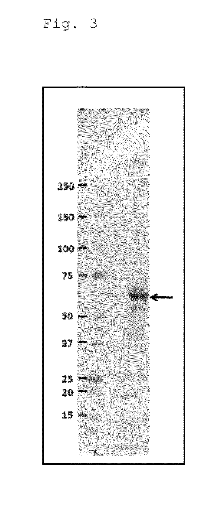 Methods and composition for testing, preventing, and treating aspergillus fumigatus infection