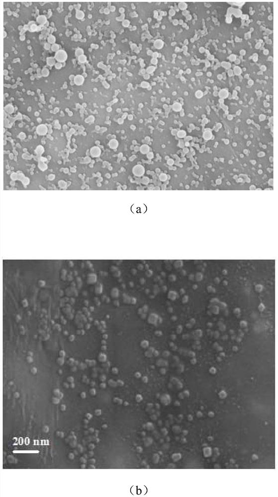 Preparation method and application of chitosan oligosaccharide modified betulinic acid drug delivery system