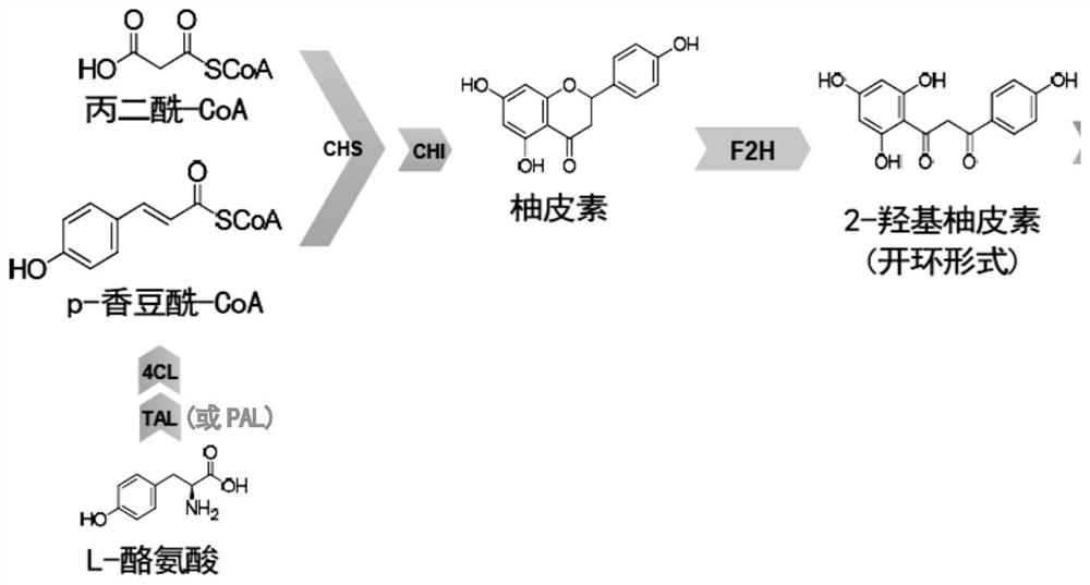 Novel flavone hydroxylase, microorganism for synthesizing flavone C-glycoside compound and application of novel flavone hydroxylase