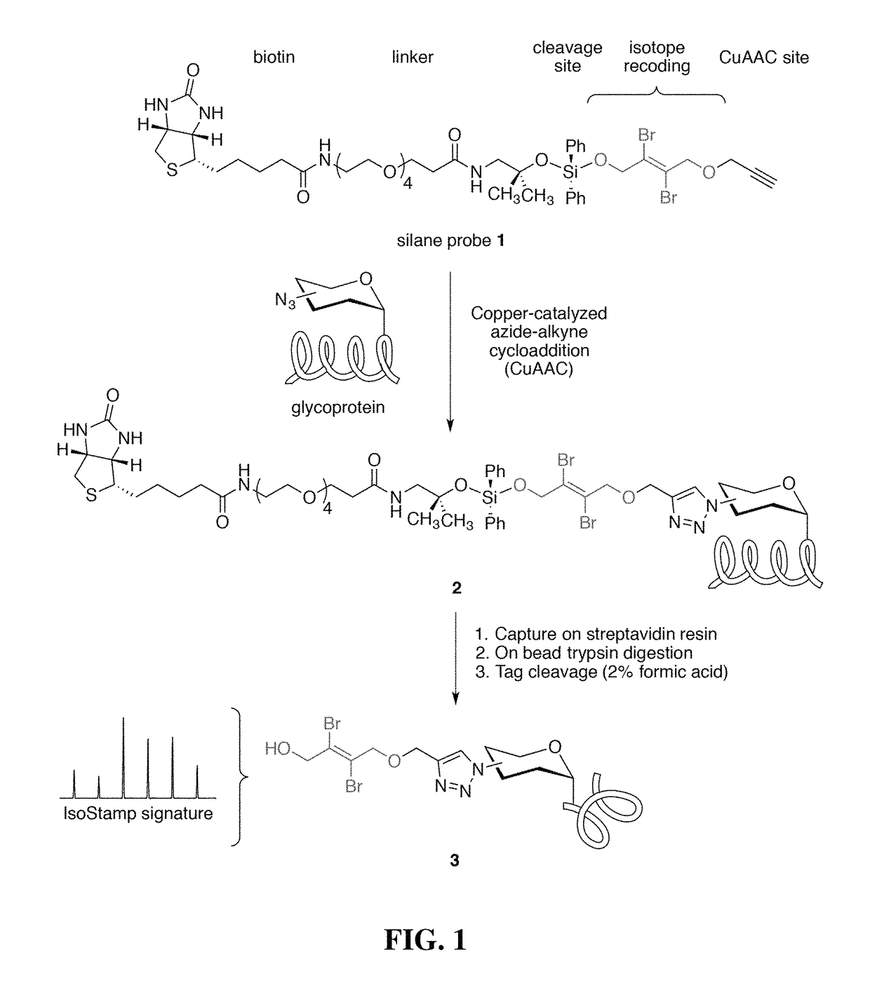 Cleavable probes for isotope targeted glycoproteomics and methods of using the same