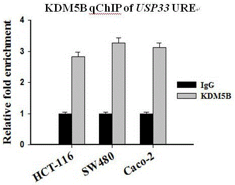 Mutated ubiquitin specific protease 33 gene and application of mutated ubiquitin specific protease 33 gene