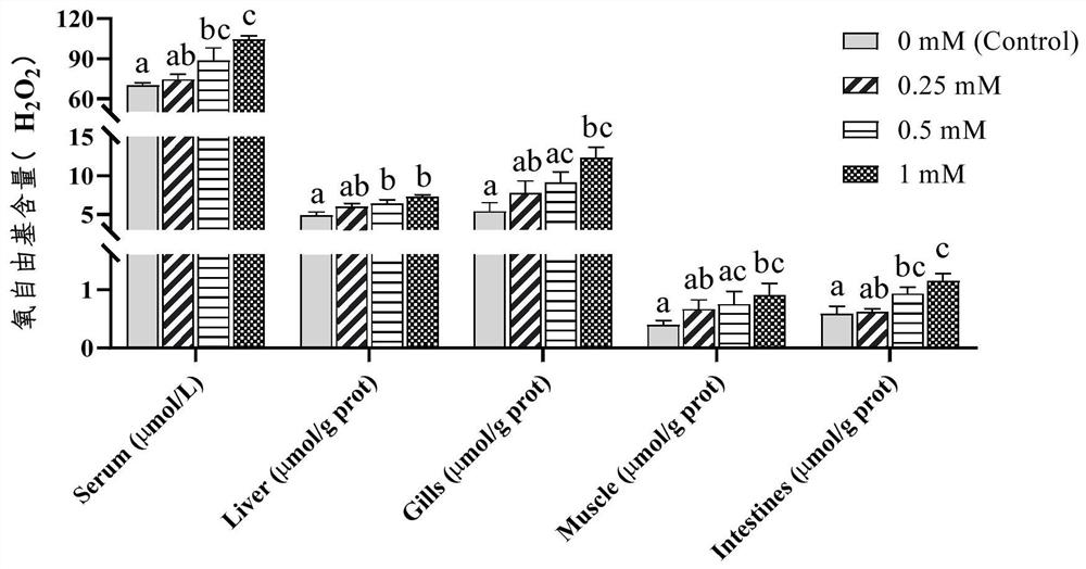 Carp chronic oxidative stress model and construction method thereof