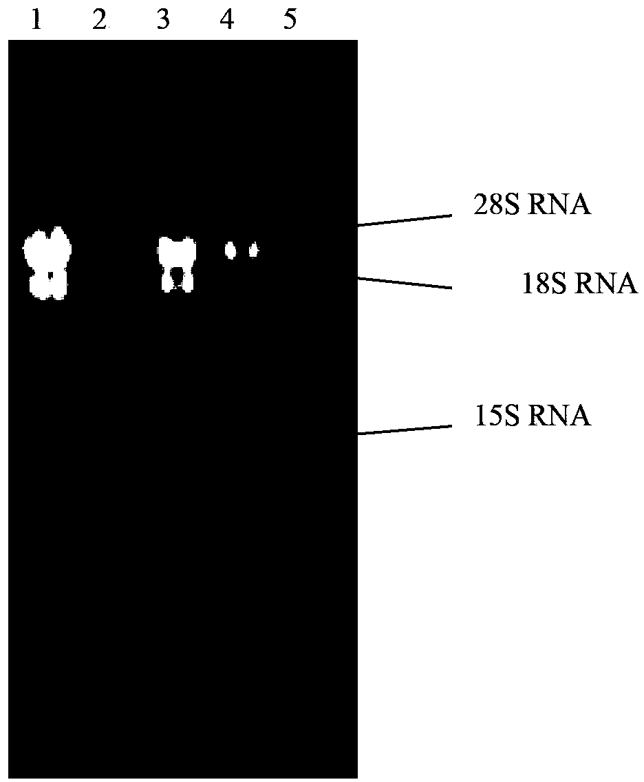 Cordyceps Chinese Hirsutella carbamyl phosphate synthetase, coding gene and application thereof