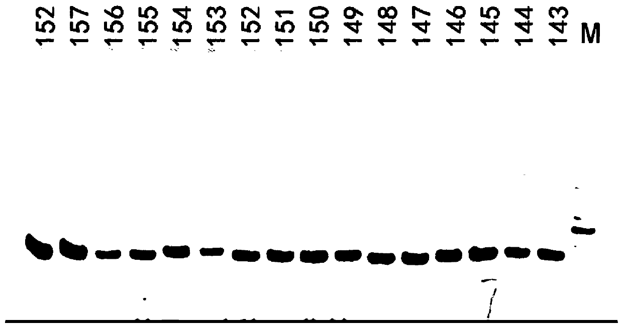 Specific primersand detection method of Tibetan mastiff molecular marker