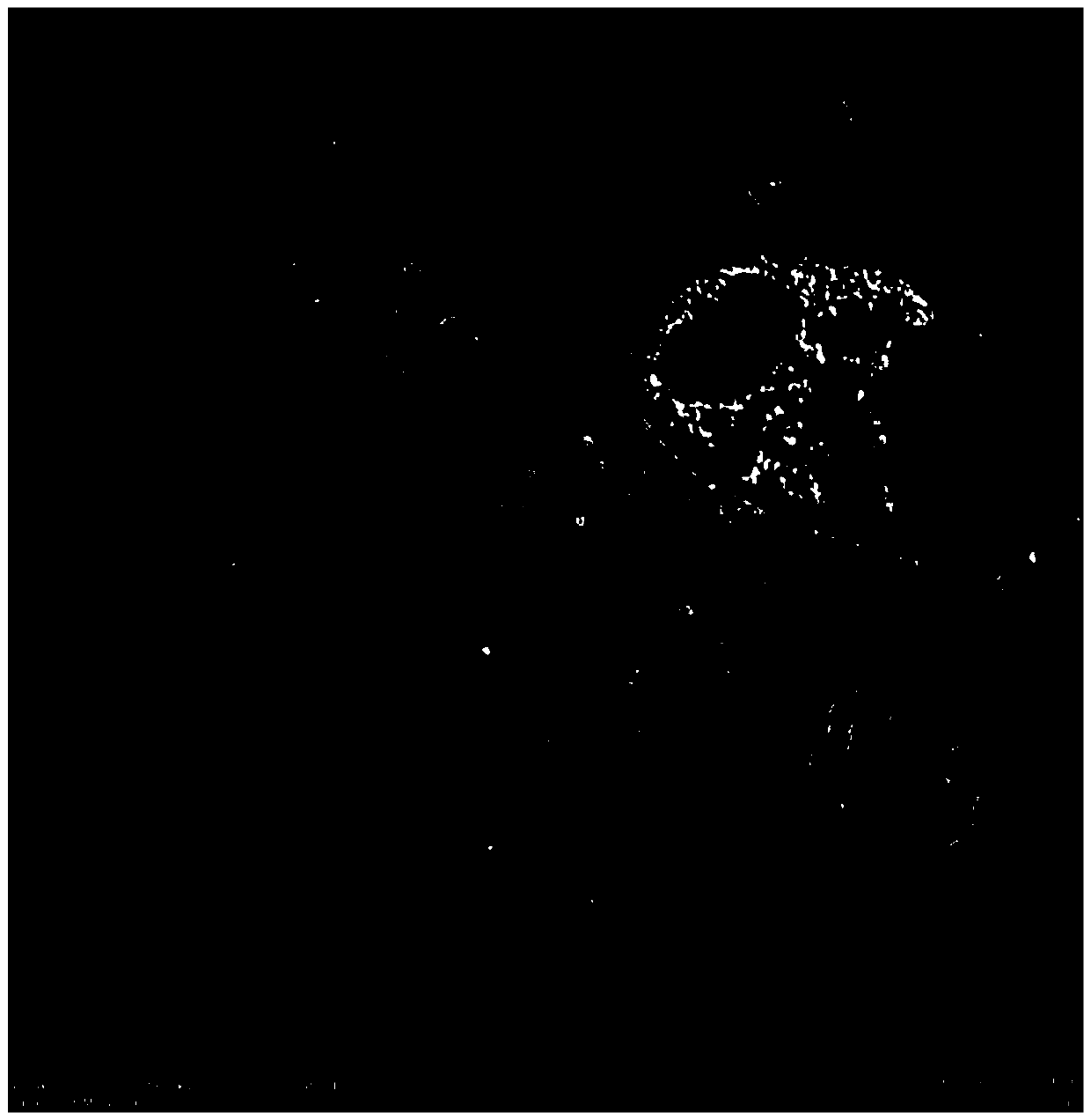 Sample pretreatment method for in situ correlative light-electron microscope detection of transmission electron microscopes and application thereof