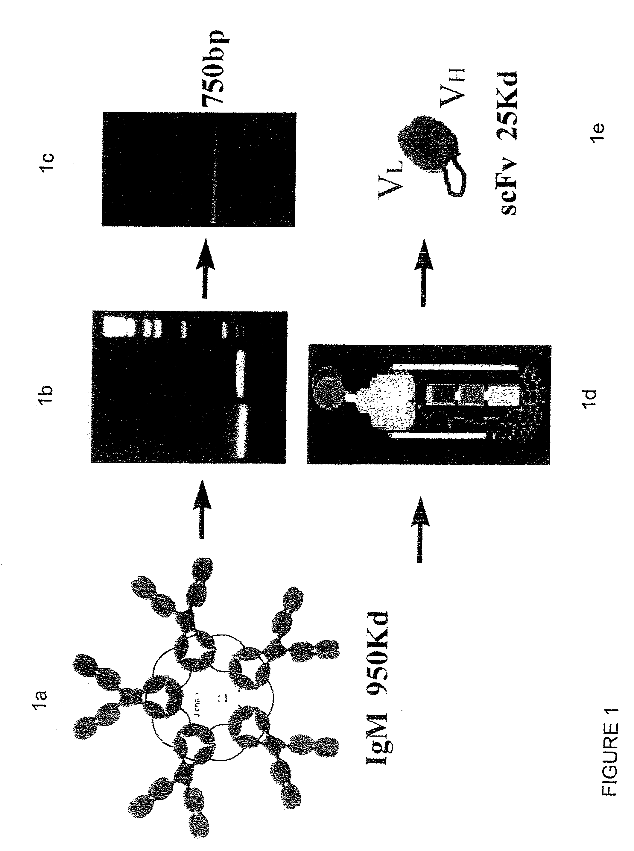 Agents and compositions and methods utilizing same useful in diagnosing and/or treating or preventing plaque forming